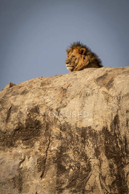 Majestätischer männlicher Löwe in wilder Natur auf einem Felsen — Stockfoto