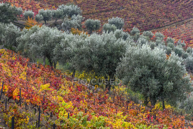 Feuillage coloré sur vignes dans un vignoble, vallée du Douro ; Portugal — Photo de stock