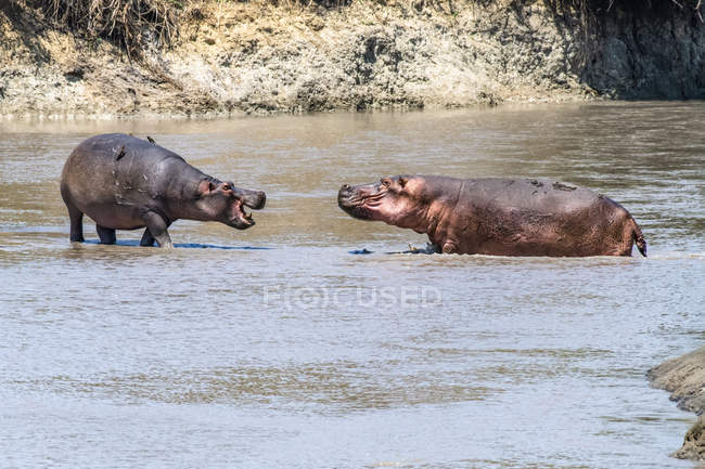 Scenic view of majestic and cute Hippopotamuses in wild nature — Stock Photo