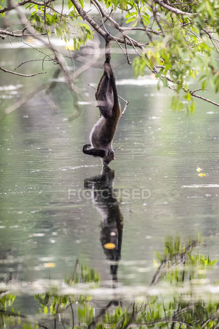 Sykes (or White-throated monkey) Monkey (Cercopithecus albogularis) hanging from branch by one foot to drink from pond at Ngare Sero Mountain Lodge, near Arusha; Tanzania — Stock Photo