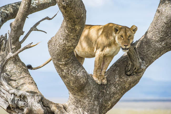 Majestueuse lionne ou panthera leo à la vie sauvage sur l'arbre — Photo de stock