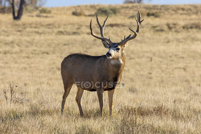 Mule deer buck o Odocoileus hemionus in piedi in un campo di erba, Denver, Colorado, Stati Uniti d'America — Foto stock
