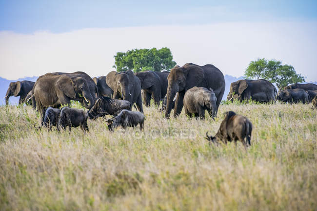 Hermosos elefantes africanos grises en la naturaleza salvaje, Parque Nacional del Serengeti; Tanzania - foto de stock