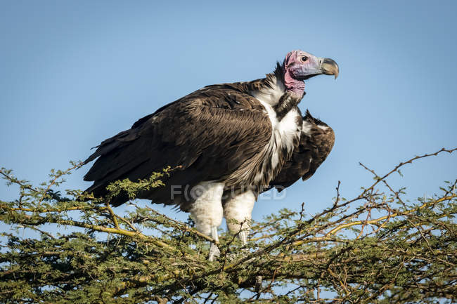 Lappet-faced vulture (Torgos tracheliotos) on thornbush under blue sky, Serengeti; Tanzania — Stock Photo