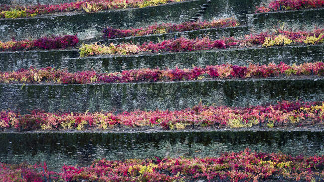Colorido follaje en hileras en una terraza en el valle del Duero; Distrito de Viseu, Portugal - foto de stock