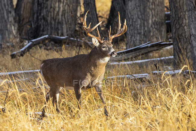 White-tailed deer buck (Odocoileus virginianus); Denver, Colorado, United States of America — Stock Photo