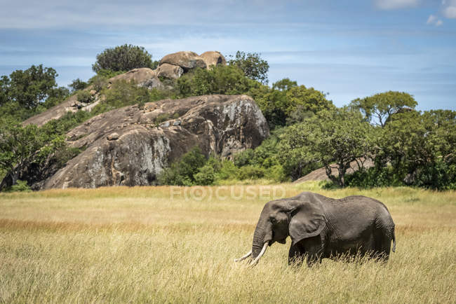 Beautiful grey African elephant in wild nature, Serengeti National Park; Tanzania — Stock Photo