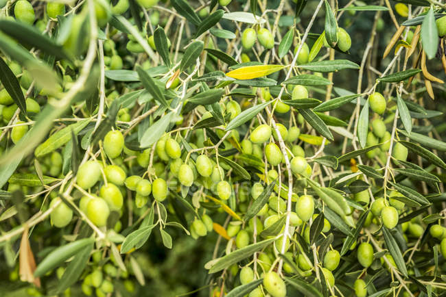 Крупный план зеленых оливок на дереве, Грознян, Истрия, Хорватия — стоковое фото