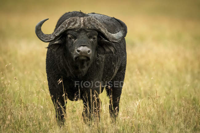 Capa de búfalo o caffer Syncerus de pie frente a la cámara en la hierba, Parque Nacional del Serengeti, Tanzania - foto de stock