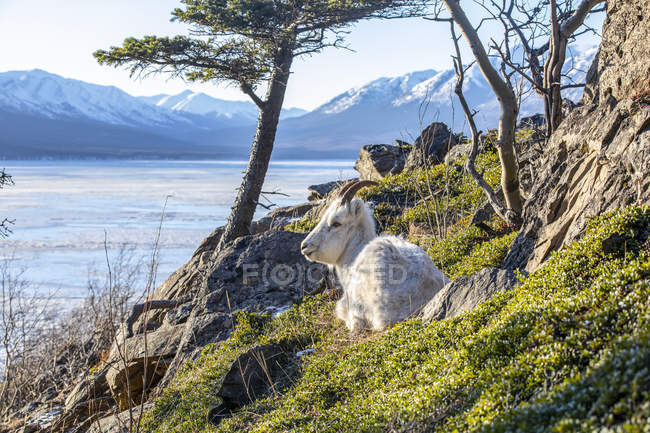 Beautiful and majestic dall sheep ewe in wild nature at winter time, Chugach Mountains, Alaska, United States of America — Stock Photo