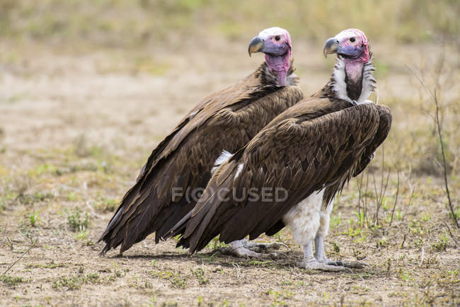 Par de abutres com cara de Lappet vista closuep — Fotografia de Stock