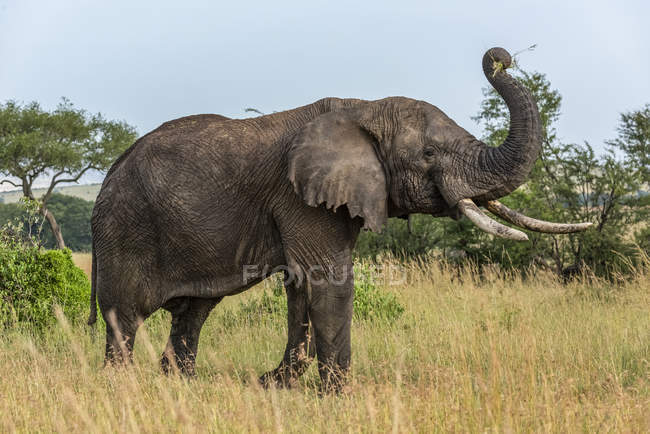 Красивый серый африканский слон в дикой природе, Национальный парк Серенгети; Танзания — стоковое фото