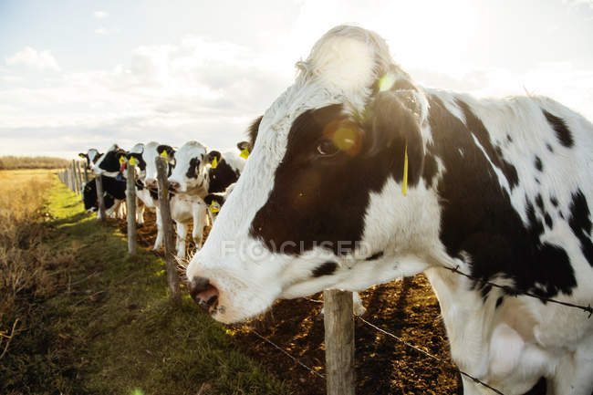 Vacas Holstein de pie en un área vallada con etiquetas de identificación en sus oídos en una granja lechera robótica, al norte de Edmonton; Alberta, Canadá - foto de stock