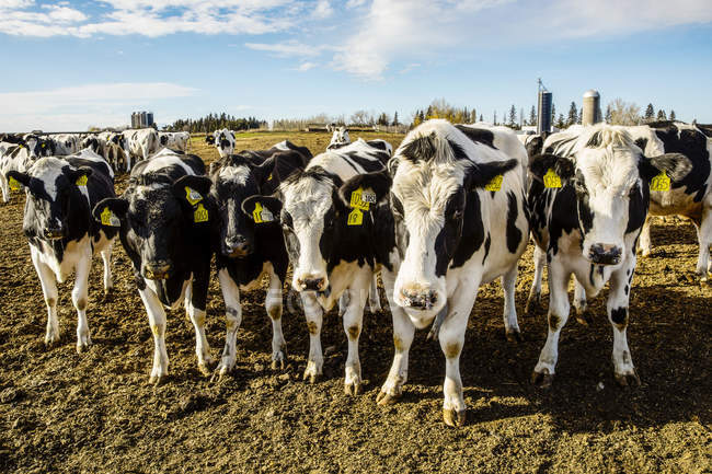 Любопытные коровы Гольштейна, смотрящие в камеру, стоя в огороженной местности с опознавательными бирками в ушах на роботизированной молочной ферме, к северу от Эдмонтона; Альберта, Канада — стоковое фото