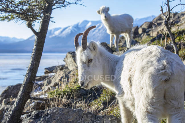 Dall sheep ewes in wild nature in winter at Chugach Mountains, Alaska, United States of America — Stock Photo