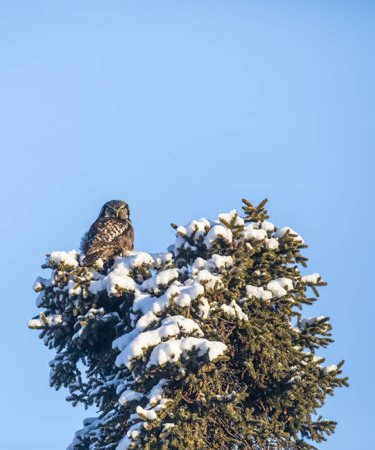 Vista panorâmica de empoleirado Northern Hawk Coruja na árvore — Fotografia de Stock