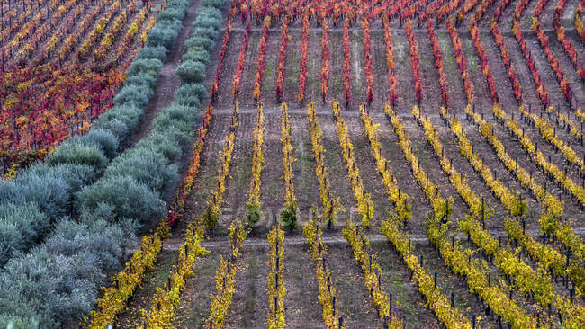 Folhagem colorida em vinhas numa vinha, Vale do Douro; Portugal — Fotografia de Stock