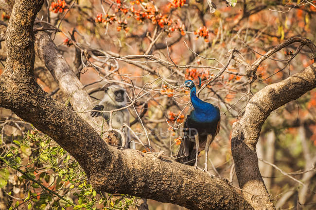 Павлин (Pavo cristatus), стоящий на ветке дерева в Национальном парке Рантамбор, Северная Индия; Раджастан, Индия — стоковое фото