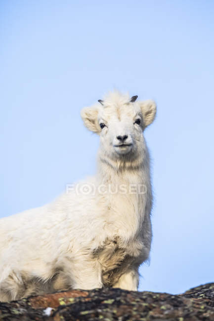 Молодая овечка Далли (Ovis dalli dalli) стоит на скалистом хребте против голубого неба и смотрит вниз на камеру; Аляска, Соединенные Штаты Америки — стоковое фото