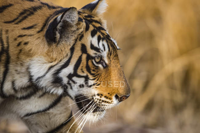 Крупный план величественного бенгальского тигра — стоковое фото