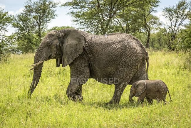 Beautiful grey African elephant with cub in wild nature, Serengeti National Park; Tanzania — Stock Photo