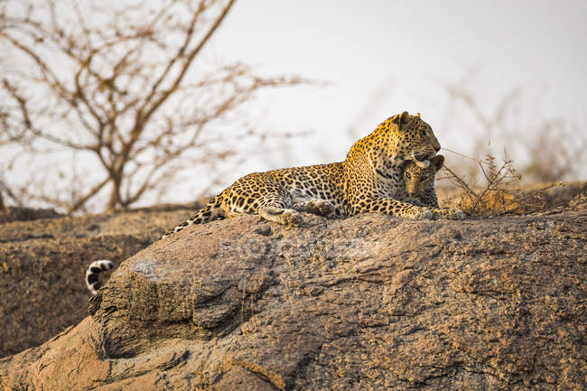 Scenic view of majestic leopards in wild nature relaxing on rock — Stock Photo