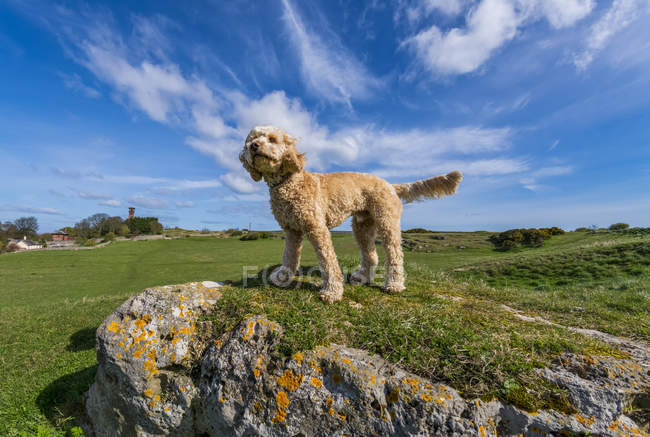 Hund steht auf Wiese mit blauem Himmel und Wolken im Hintergrund; Südschilder, Reifen und Verschleiß, England — Stockfoto