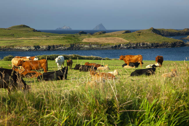 Ganado pastando y descansando en la exuberante hierba verde de un campo a lo largo de la costa, Irlanda - foto de stock