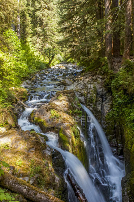 Malerischer Blick auf den majestätischen Wald der Sol Duc Wasserfälle, High Divide Trail, olympischer Nationalpark; Washington, Vereinigte Staaten von Amerika — Stockfoto