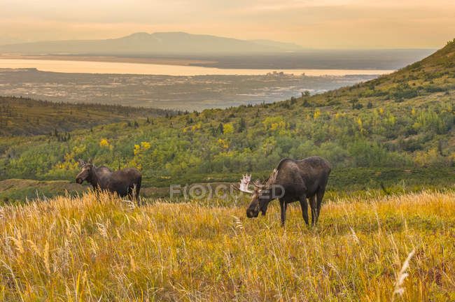 Vue panoramique de majestueux orignaux taureaux dans la nature sauvage, Chugach State Park, Alaska, États-Unis d'Amérique — Photo de stock