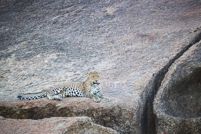 Vista panorâmica do majestoso leopardo na natureza selvagem relaxante na rocha — Fotografia de Stock