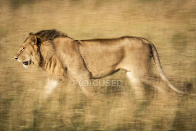 Majestoso leão macho na natureza selvagem movendo-se através da grama — Fotografia de Stock