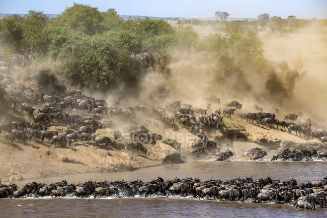 Scenic view of majestic blue wildebeest crossing river in wild nature — Stock Photo