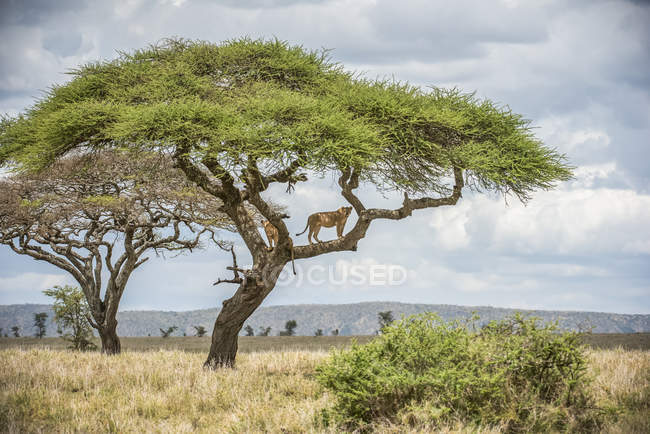 Majestic lionesses at wild life on tree — Stock Photo