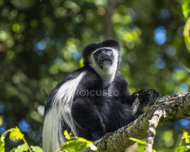Schwarz-weißer Colobusaffe (Colobus guereza) sitzt in einem Baum, ngare sero mountain lodge; Tansania — Stockfoto