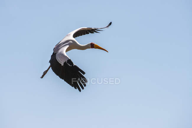 Cicogna dal becco giallo (Mycteria ibis) in volo in un cielo blu al Parco Nazionale del Lago Manyara; Tanzania — Foto stock