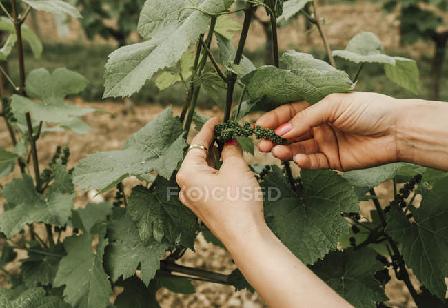 Mãos de mulher segurando novo crescimento de cachos de uvas na videira; Friuli Venezia Giulia, Itália — Fotografia de Stock