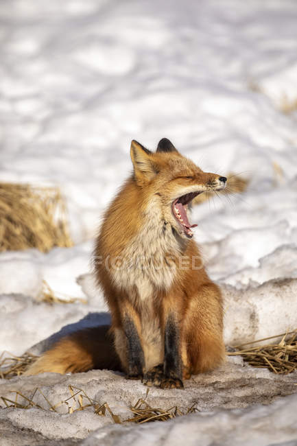 Bela raposa vermelha com pele majestosa na neve de inverno na floresta — Fotografia de Stock