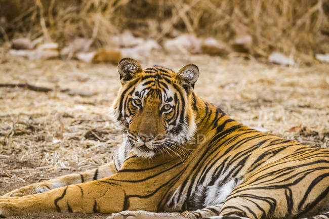 Vista de cerca del majestuoso tigre de bengala - foto de stock