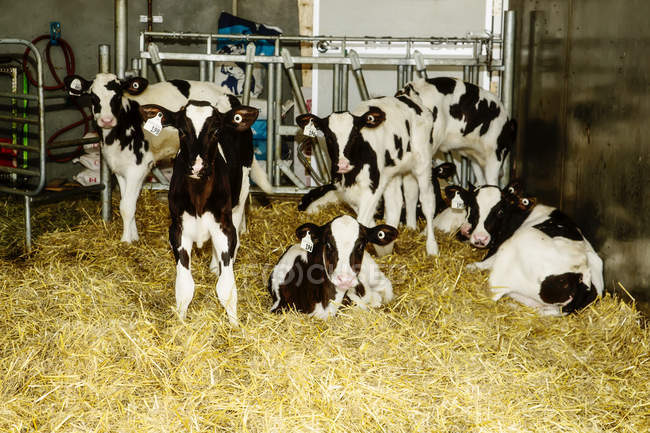 Terneros Holstein de pie en un puesto con etiquetas de identificación en sus oídos en una granja lechera robótica, al norte de Edmonton; Alberta, Canadá - foto de stock