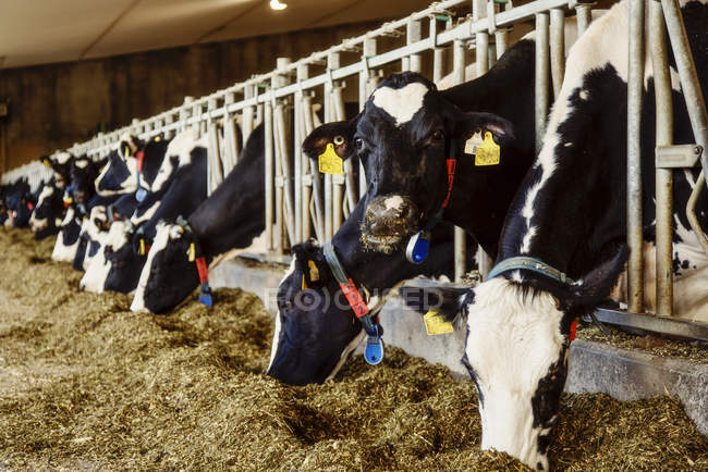 Vacche da latte Holstein con etichette identificative sulle orecchie in piedi di fila lungo la rotaia di una stazione di alimentazione in una fattoria di latticini robotici, a nord di Edmonton; Alberta, Canada — Foto stock