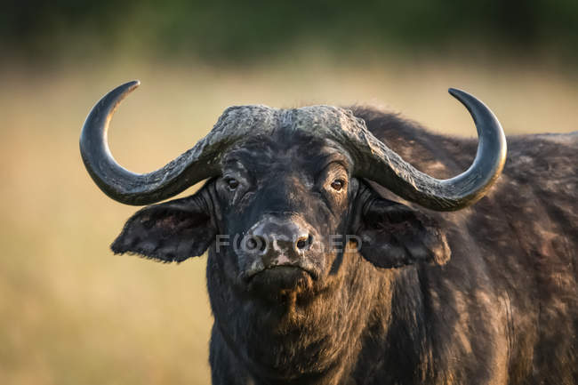 Primo piano del bufalo del Capo (Syncerus caffer) che fissa la telecamera, Parco nazionale del Serengeti, Tanzania — Foto stock
