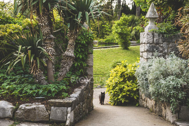 Кам'яні стіни та сад замку Дуіно з кішкою на дорозі; Італія — стокове фото