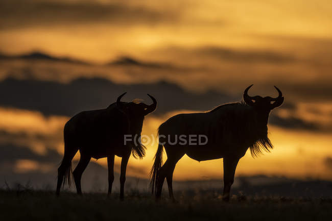 Scenic view of majestic blue wildebeest against sunset in wild nature — Stock Photo