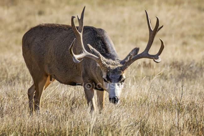 Mule deer buck ou Odocoileus hemionus em pé em um campo de grama, Denver, Colorado, Estados Unidos da América — Fotografia de Stock