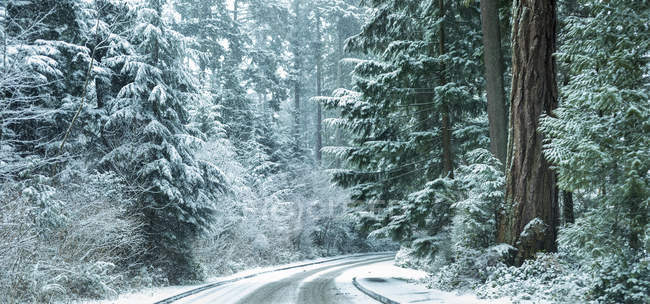 Tempesta di neve a Stanley Park, Vancouver, Columbia Britannica, Canada — Foto stock