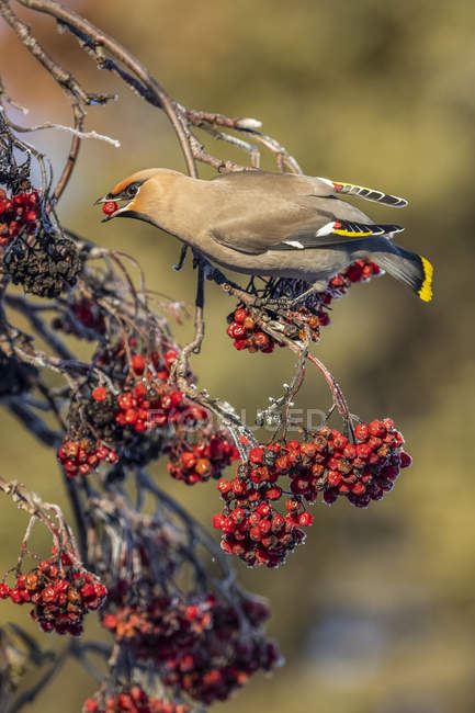 Bohemian waxwing or Bombycilla garrulus bird eating berries from a Mountain Ash tree, Anchorage, Alaska, United States of America — Stock Photo