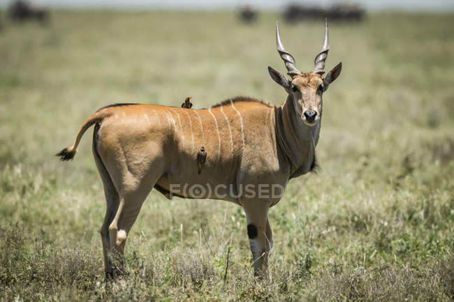Eland (Taurotragus oryx) standing on profile with a yellow-billed oxpeckers (Buphagus africanus), Serengeti National Park; Tanzania — Stock Photo