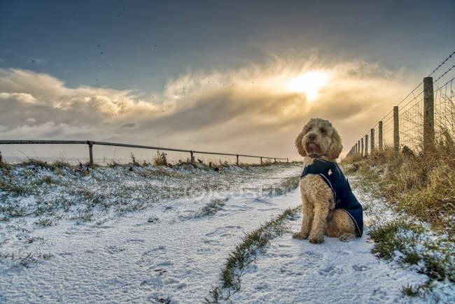 Dog wearing coat and sitting on a snowy path; South Shields, Tyne and Wear, England — Stock Photo