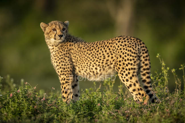 Vista da vicino del maestoso ghepardo nella natura selvaggia — Foto stock